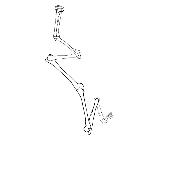 Dem bones dem bones dem – dry bones!