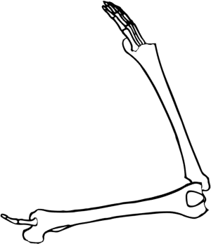Dem bones dem bones dem – dry bones!