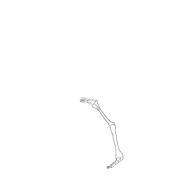 Dem bones dem bones dem – dry bones!