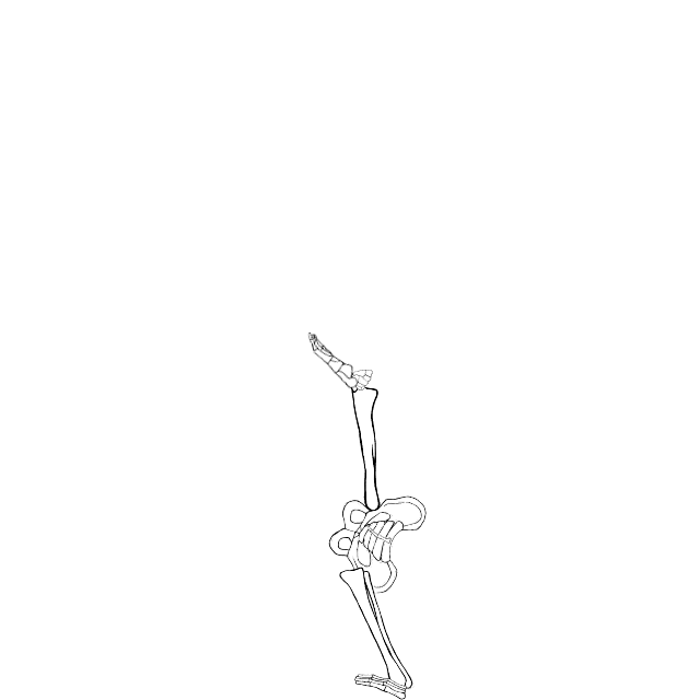 Dem bones dem bones dem – dry bones!