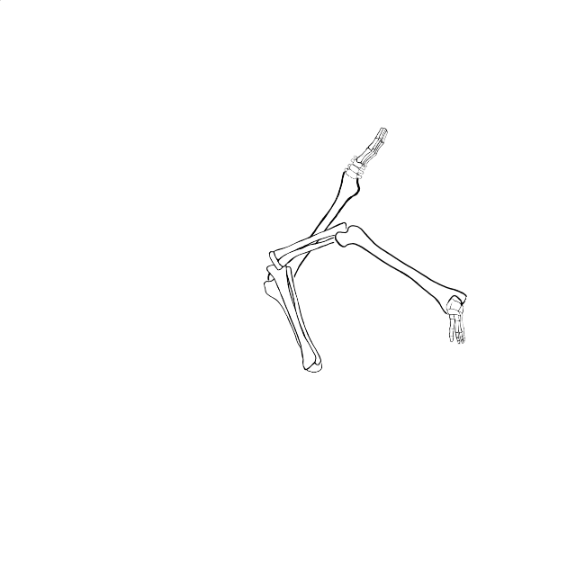 Dem bones dem bones dem – dry bones!