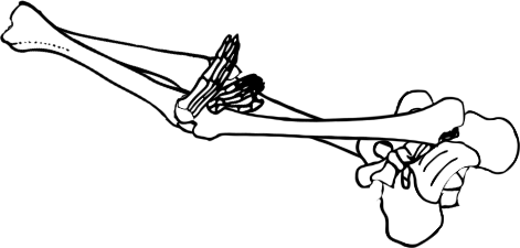 Dem bones dem bones dem – dry bones!