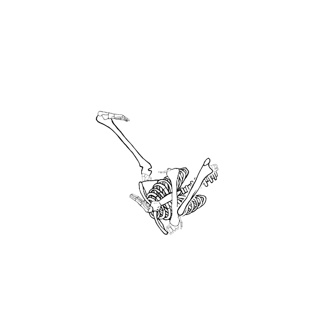 Dem bones dem bones dem – dry bones!