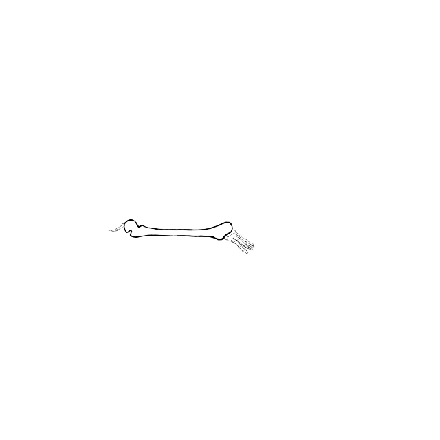 Dem bones dem bones dem – dry bones!