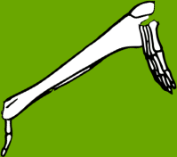 Dem bones dem bones dem – dry bones!