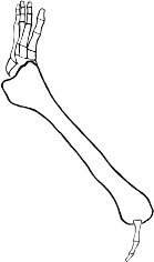 Dem bones dem bones dem – dry bones!