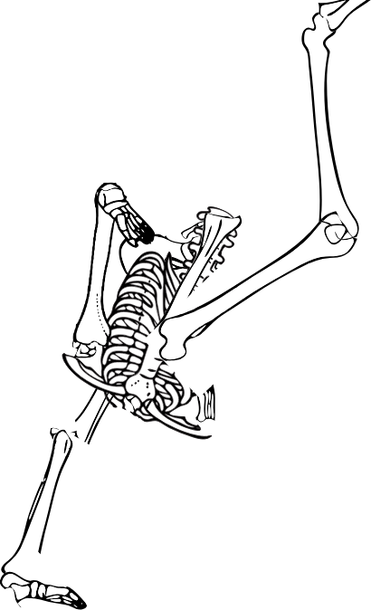 Dem bones dem bones dem – dry bones!