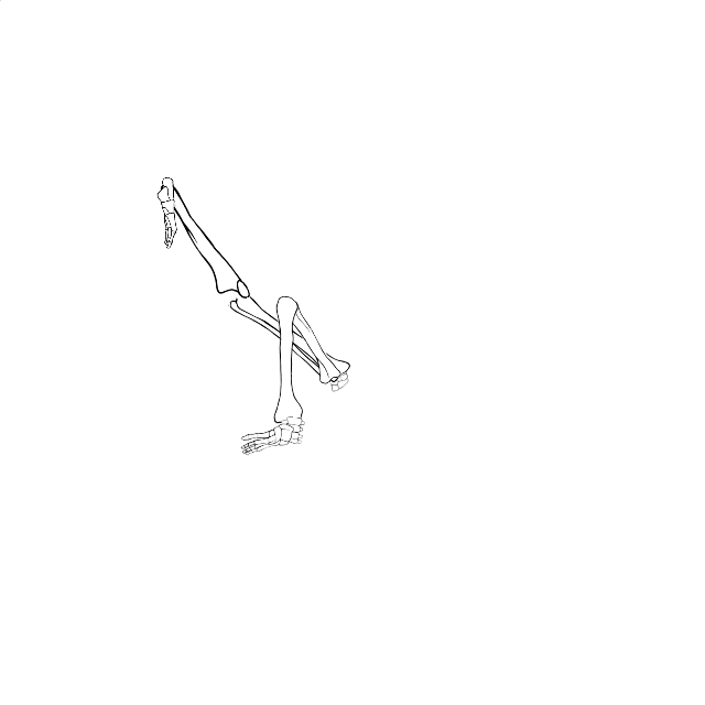 Dem bones dem bones dem – dry bones!
