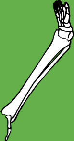 Dem bones dem bones dem – dry bones!