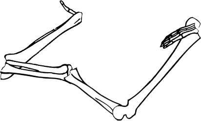 Dem bones dem bones dem – dry bones!