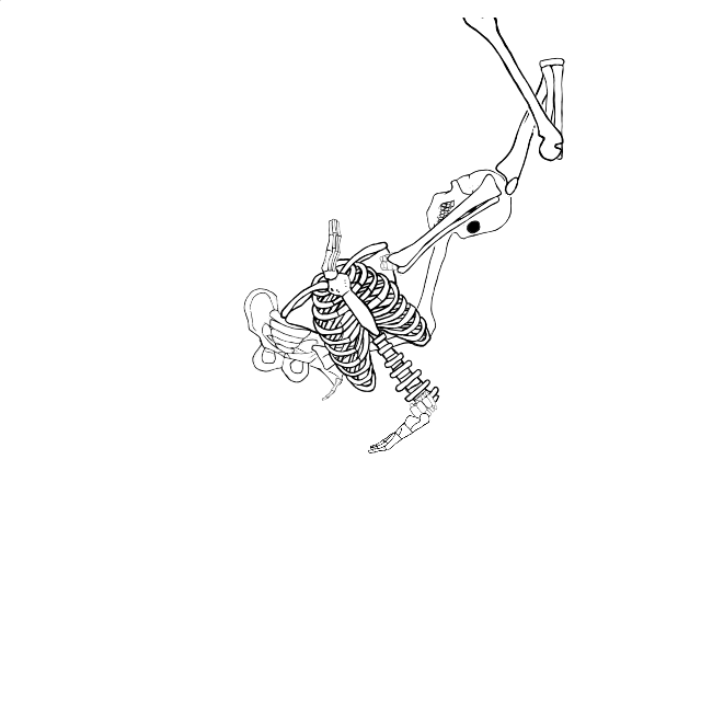 Dem bones dem bones dem – dry bones!