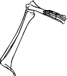 Dem bones dem bones dem – dry bones!