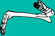Dem bones dem bones dem – dry bones!