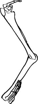 Dem bones dem bones dem – dry bones!