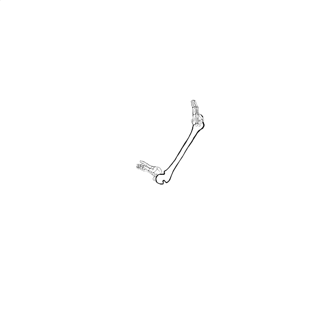 Dem bones dem bones dem – dry bones!