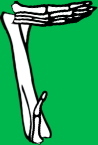 Dem bones dem bones dem – dry bones! Dem bones dem bones dem – extra bones!