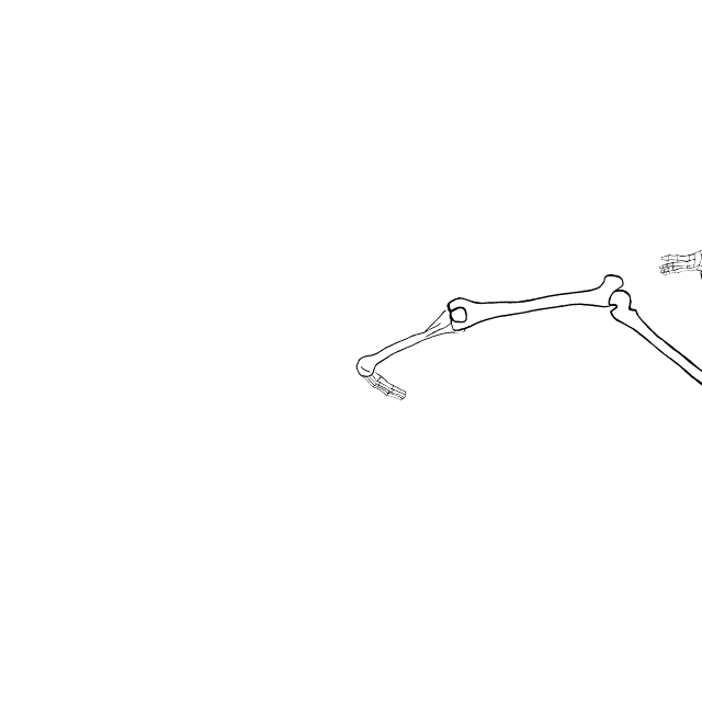 Dem bones dem bones dem – dry bones!