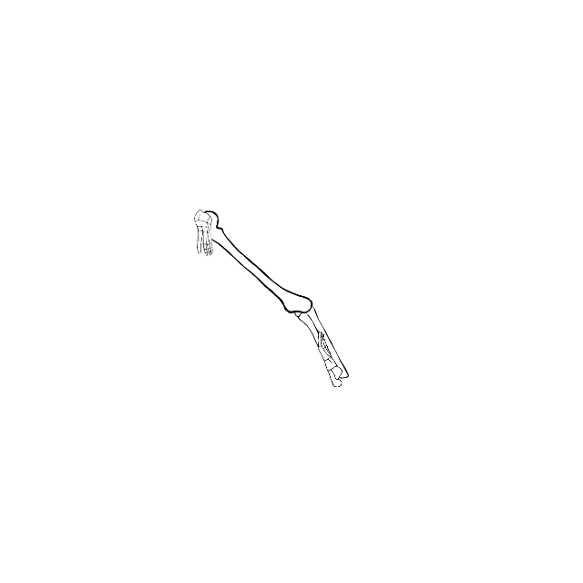 Dem bones dem bones dem – dry bones!