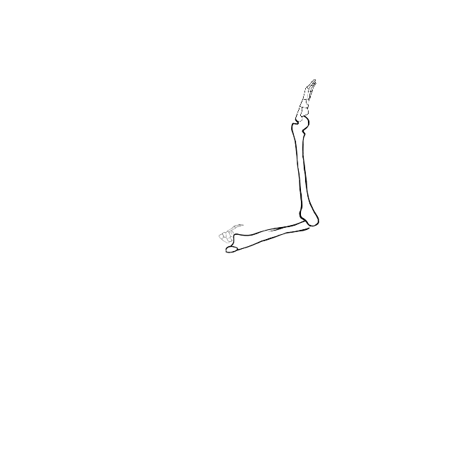 Dem bones dem bones dem – dry bones!