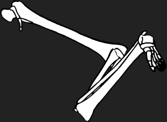 Dem bones dem bones dem – dry bones!