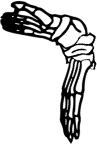 Dem bones dem bones dem – dry bones!