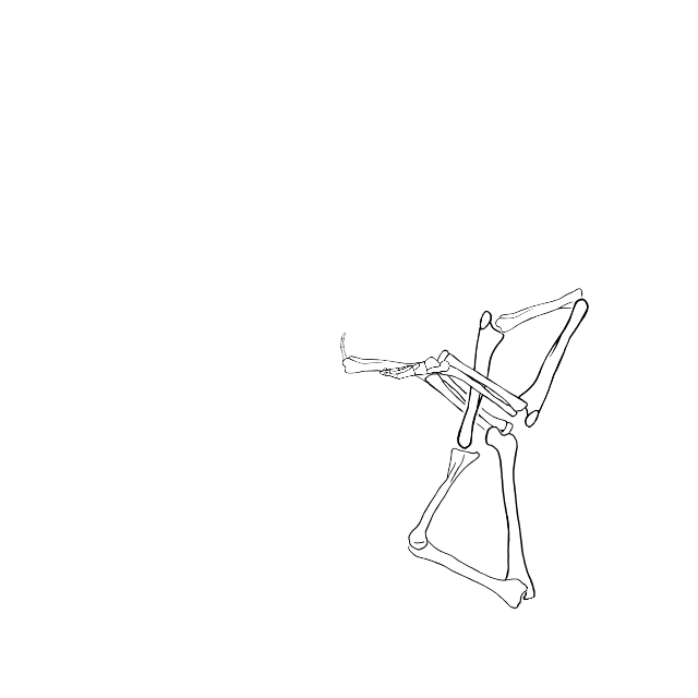 Dem bones dem bones dem – dry bones!