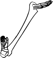 Dem bones dem bones dem – dry bones!