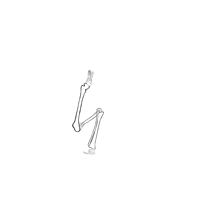 Dem bones dem bones dem – dry bones!