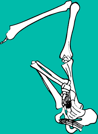 Dem bones dem bones dem – dry bones! Dem bones dem bones dem – extra bones!