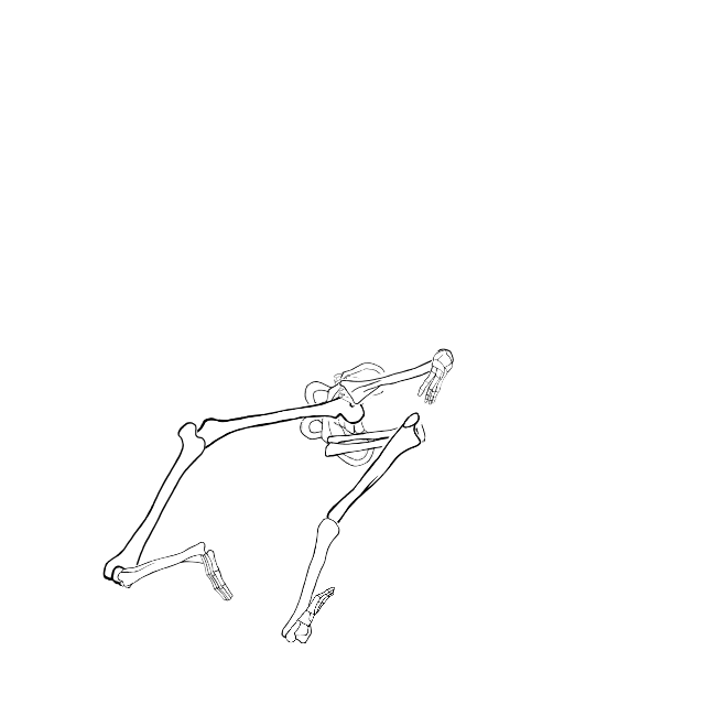 Dem bones dem bones dem – dry bones!