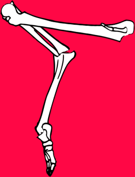 Dem bones dem bones dem – dry bones!