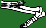 Dem bones dem bones dem – dry bones!