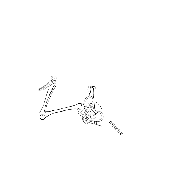 Dem bones dem bones dem – dry bones!