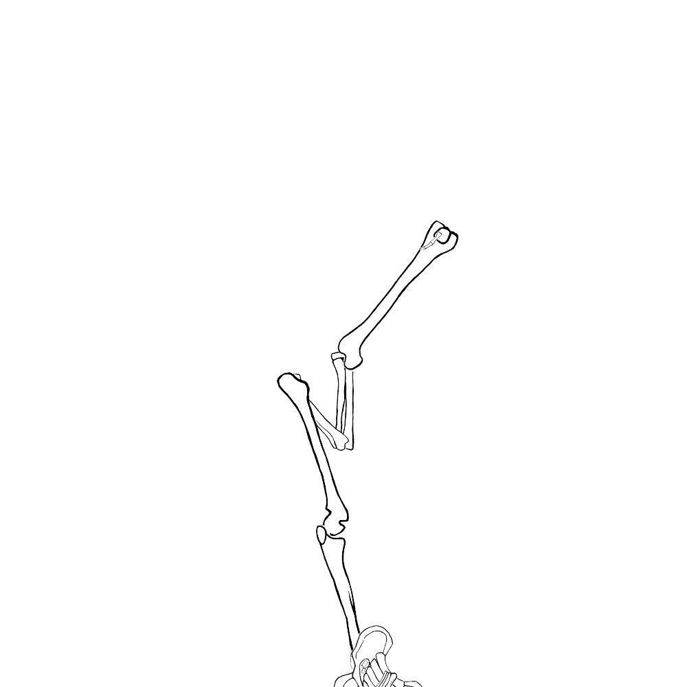 Dem bones dem bones dem – dry bones!