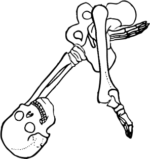 Dem bones dem bones dem – dry bones!