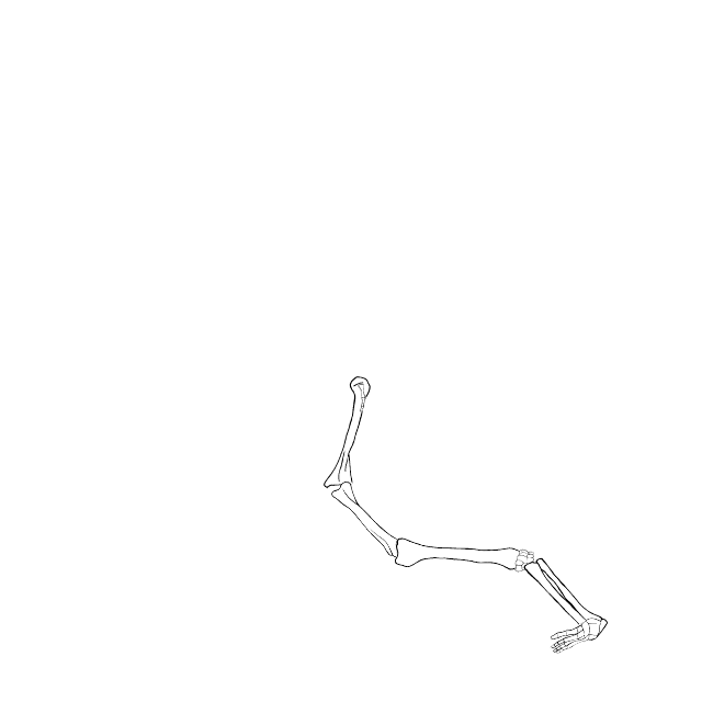 Dem bones dem bones dem – dry bones!