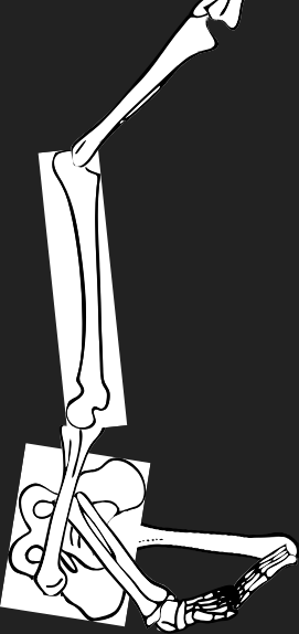Dem bones dem bones dem – dry bones!