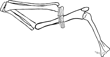 Dem bones dem bones dem – dry bones!