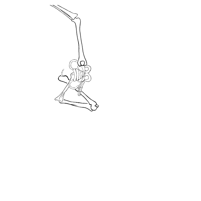 Dem bones dem bones dem – dry bones!