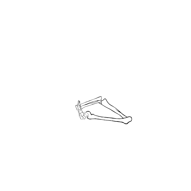 Dem bones dem bones dem – dry bones!