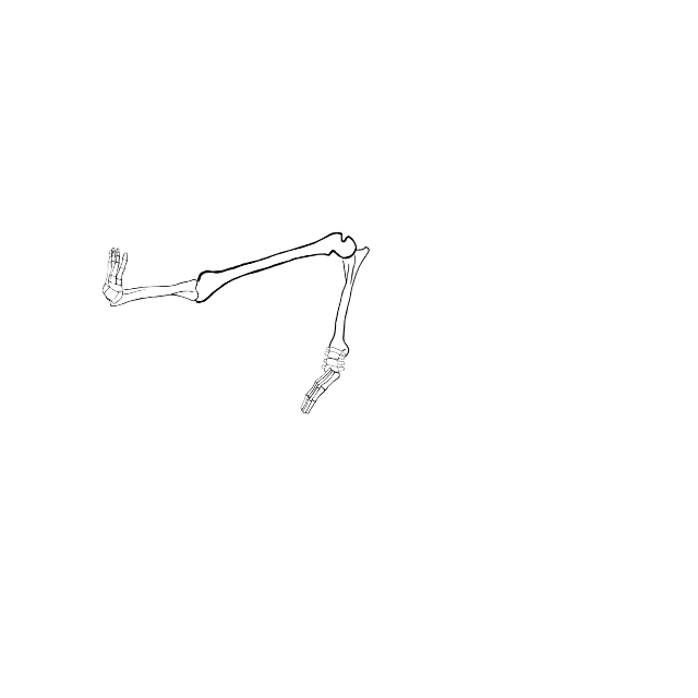 Dem bones dem bones dem – dry bones!