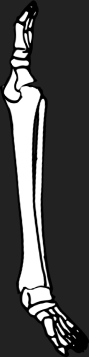Dem bones dem bones dem – dry bones!