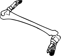 Dem bones dem bones dem – dry bones!