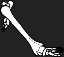 Dem bones dem bones dem – dry bones!