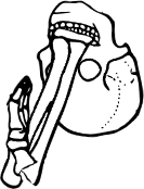 Dem bones dem bones dem – dry bones! Dem bones dem bones dem – extra bones!