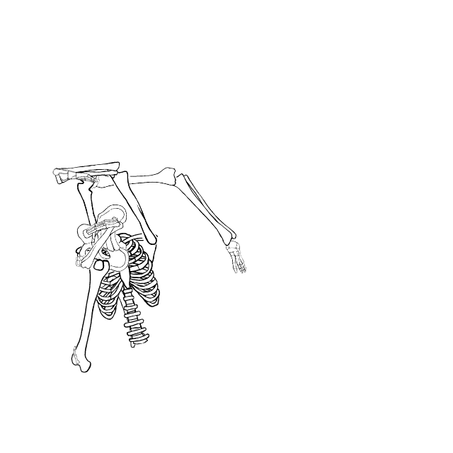 Dem bones dem bones dem – dry bones!