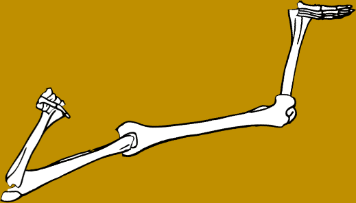 Dem bones dem bones dem – dry bones!
