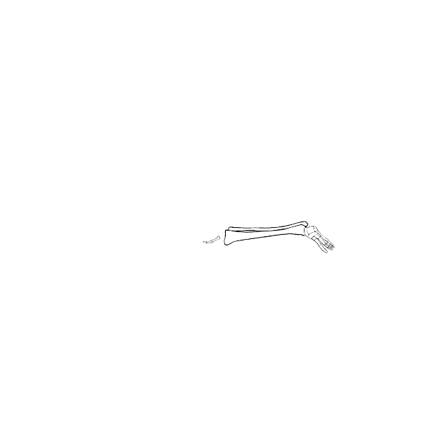 Dem bones dem bones dem – dry bones!