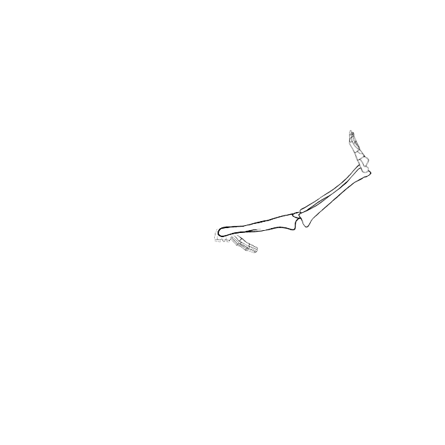 Dem bones dem bones dem – dry bones!