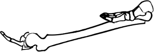 Dem bones dem bones dem – dry bones!